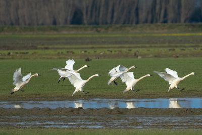 Skagit Valley Swans