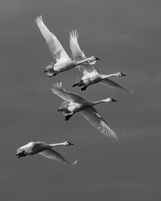 Skagit Valley Swans