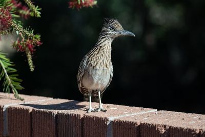 DSC_3156.jpg