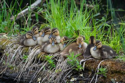 Meadowbrook Pond, Seattle