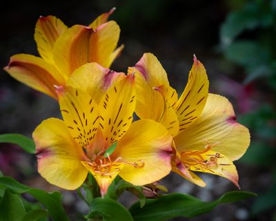 Garden Photos 2024