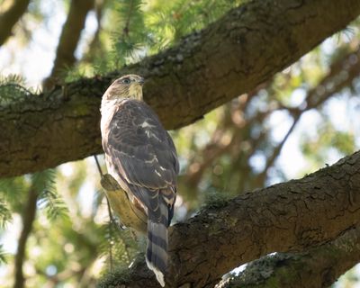 Cooper's Hawk