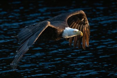 Bald Eagles