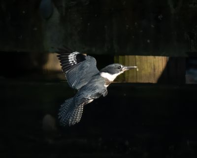 g13/19/817419/3/174775288.762df891.JPEG