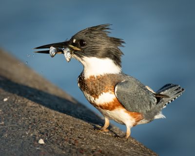 Belted Kingfisher