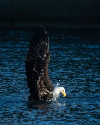 Bald Eagles