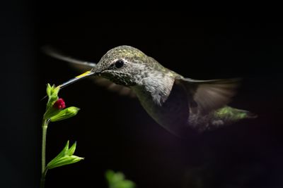 Anna's Hummingbirds