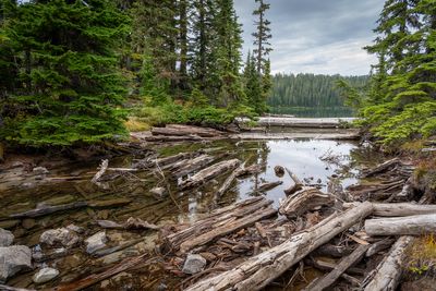 Mount Rainier National Park