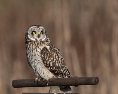 Short-eared Owl
