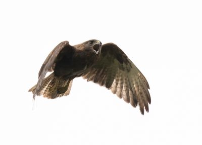 Hawaiian Hawk