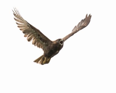 Hawaiian Hawk