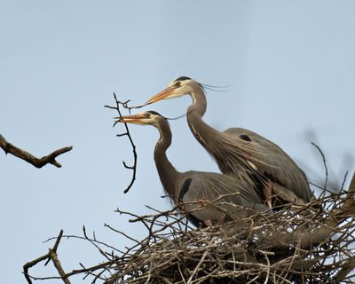 Great Blue Heron