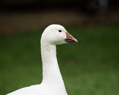 Snow Geese