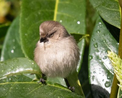 Bushtits