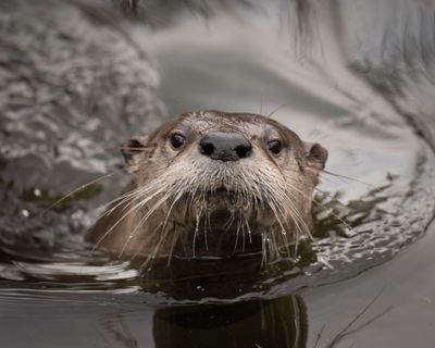 River Otters