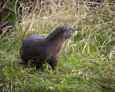 River Otters