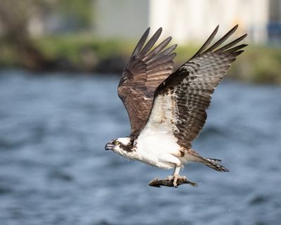 Osprey