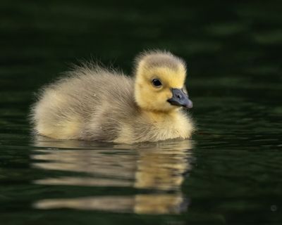 Canadian Geese