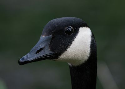 g13/19/817419/3/175463060.52062c1c.JPEG