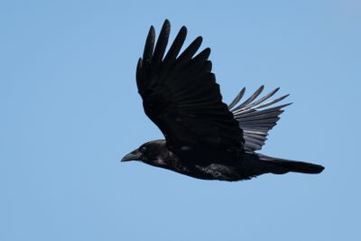 Crows