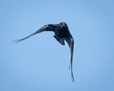 Crows