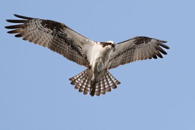 Osprey