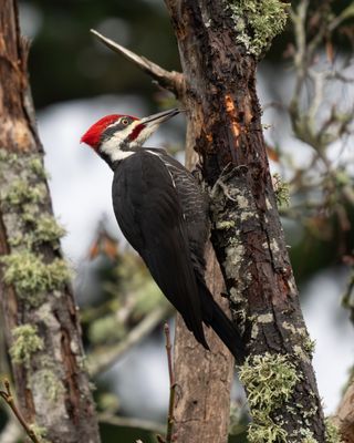 Pileated Woodpecker
