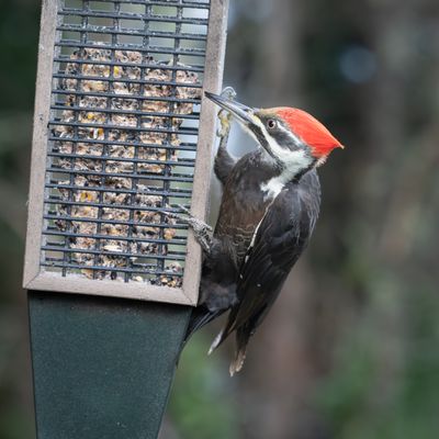 Pileated Woodpecker