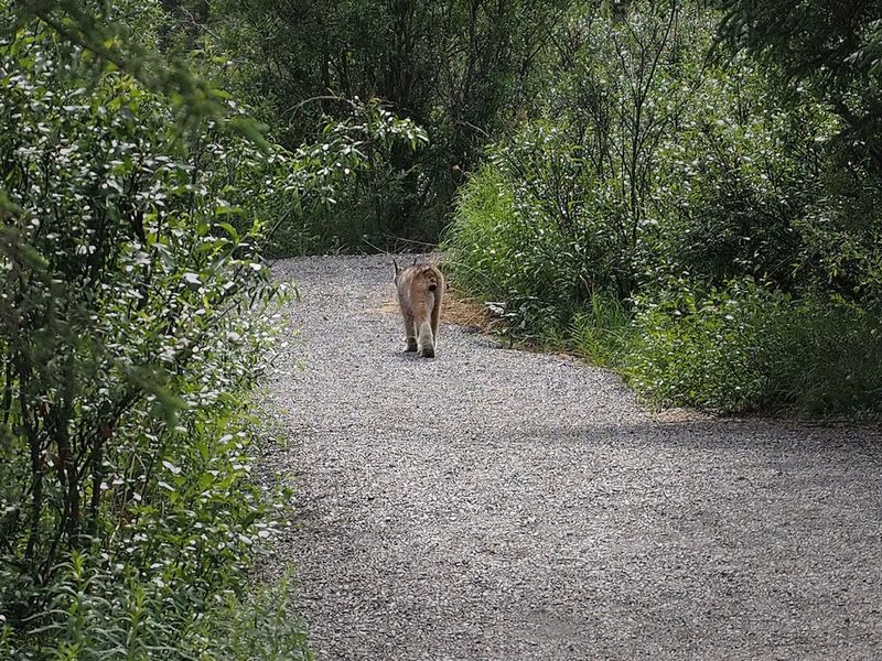 P6215339 - Lynx at  Denali National Park.jpg
