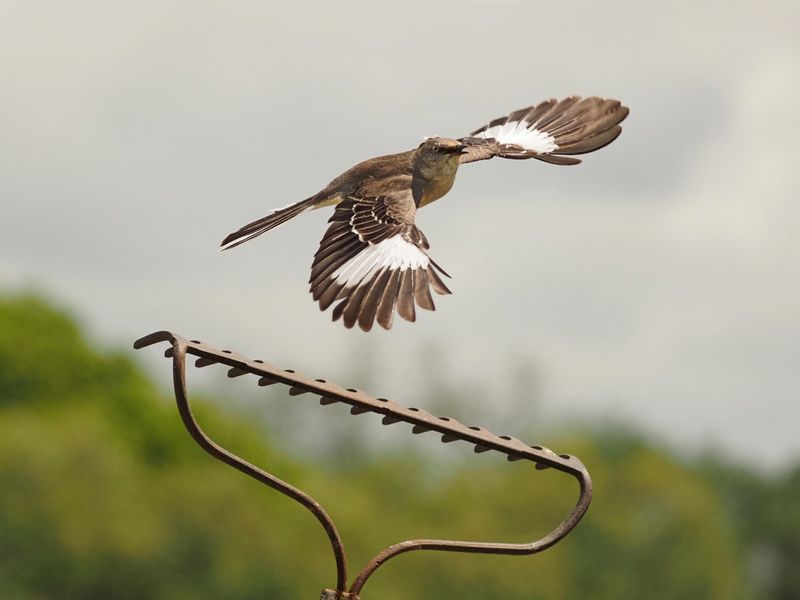 P4281034 - Springtime in Texas.jpg