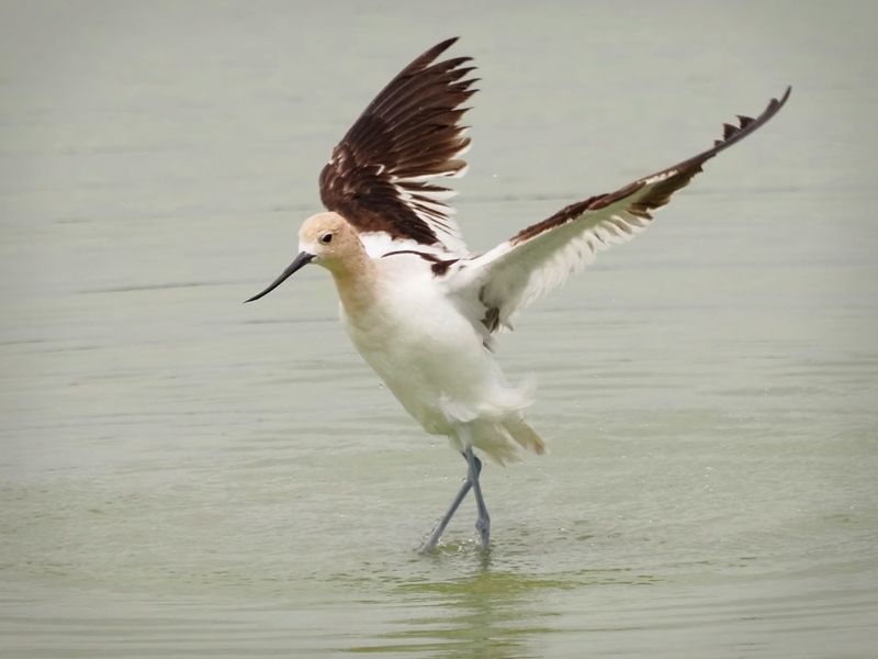P5094794 - American Avocet.jpg