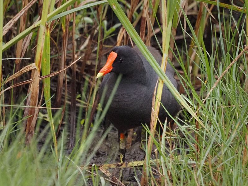 P5104981 - Common Gallinule (Moorhen).jpg