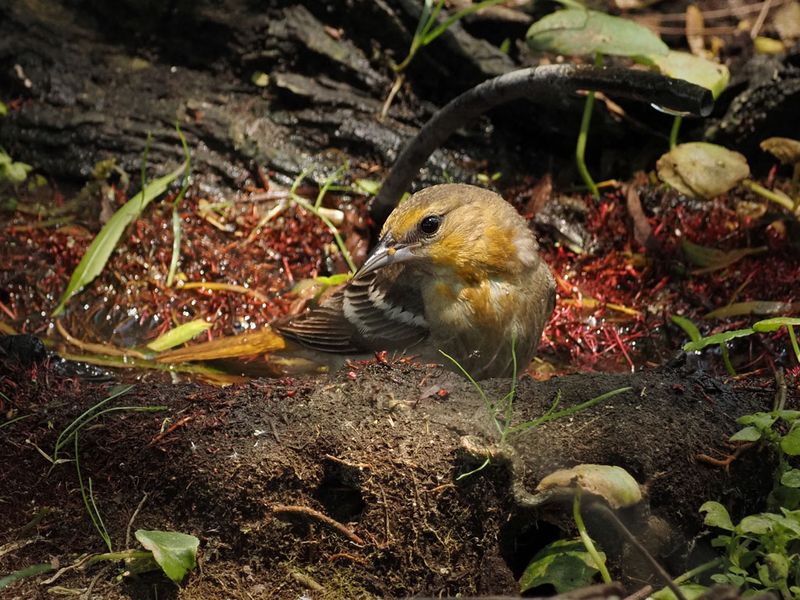 P5105780 - Bullocks Oriole.jpg