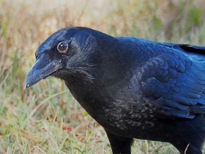 PA206131 - American Crow.jpg