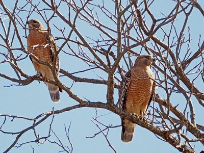 P2096519 - Red Shouldered Hawks.jpg