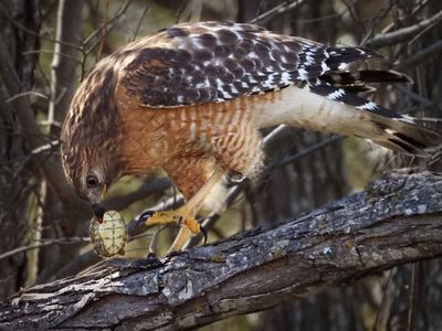 P2096616 - Red Shouldered Hawk.jpg