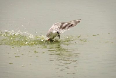 P5094609 - The Catch.jpg