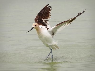 P5094794 - American Avocet.jpg