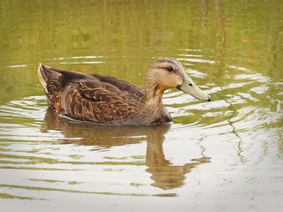 P5094833 - Mottled Duck.jpg