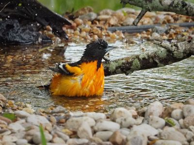 P5094894 - Baltimore Oriole.jpg