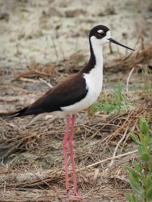 P5105005 - Black-necked Stilt.jpg