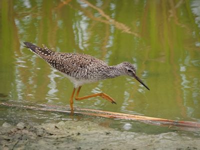 P5105690 - Lesser Yellowleg.jpg