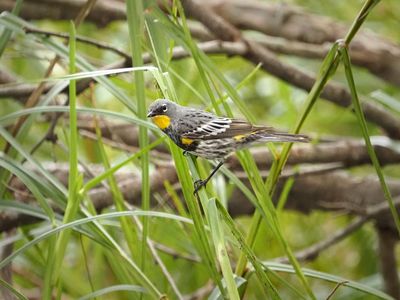 P5105699 - Yellow-rumpted Warbler.jpg