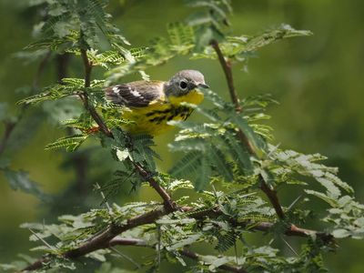 P5105725 - Magnolia Warbler.jpg