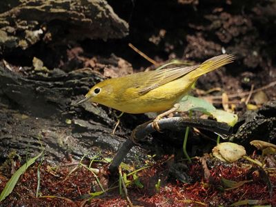 P5105752 - Yellow Warbler.jpg