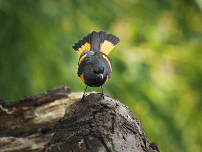 P5105757 - American Redstart.jpg