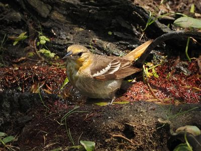 P5105787 - Bullock's Oriole, Female.jpg