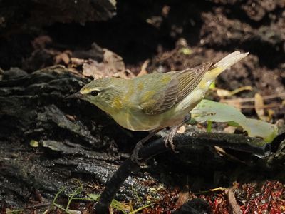 P5105819 - Tennessee Warbler, Female.jpg