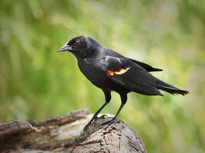 P5105842.jpg - Redwinged Blackbird