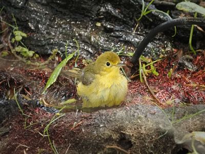 P5105872 - Yellow Warbler.jpg